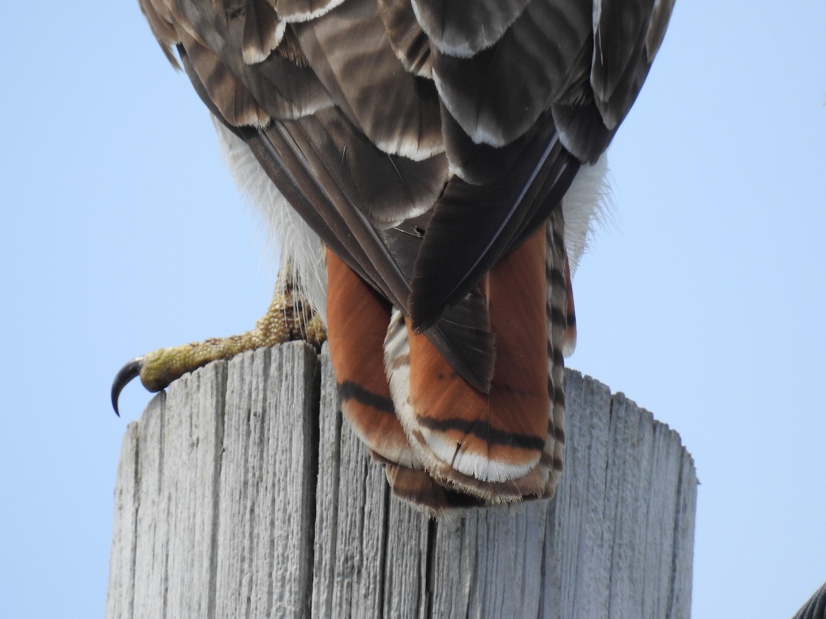 Red-tailed Hawk - Beth Jordan