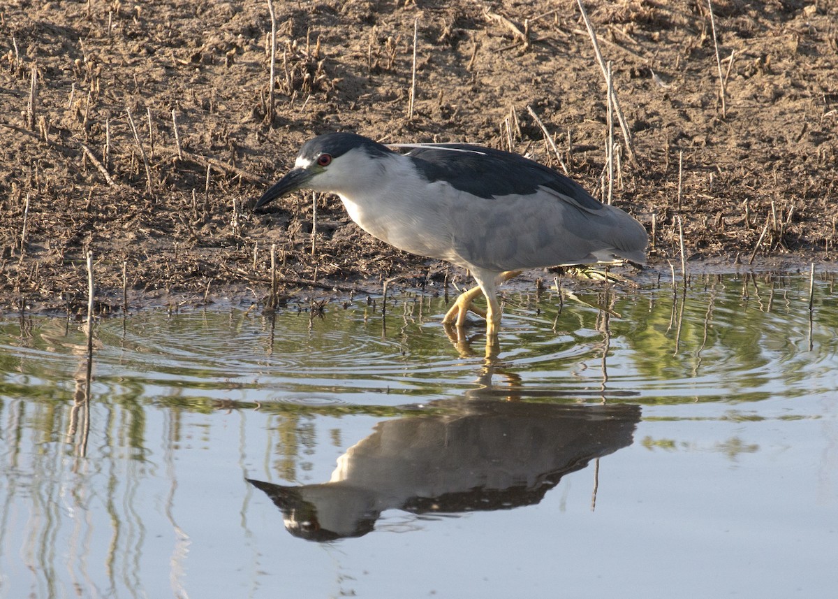 Black-crowned Night Heron - ML67005361