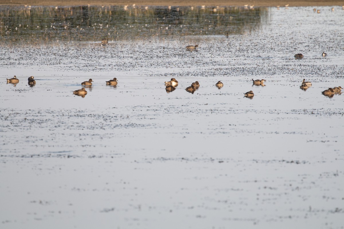 Lesser Scaup - ML67005451