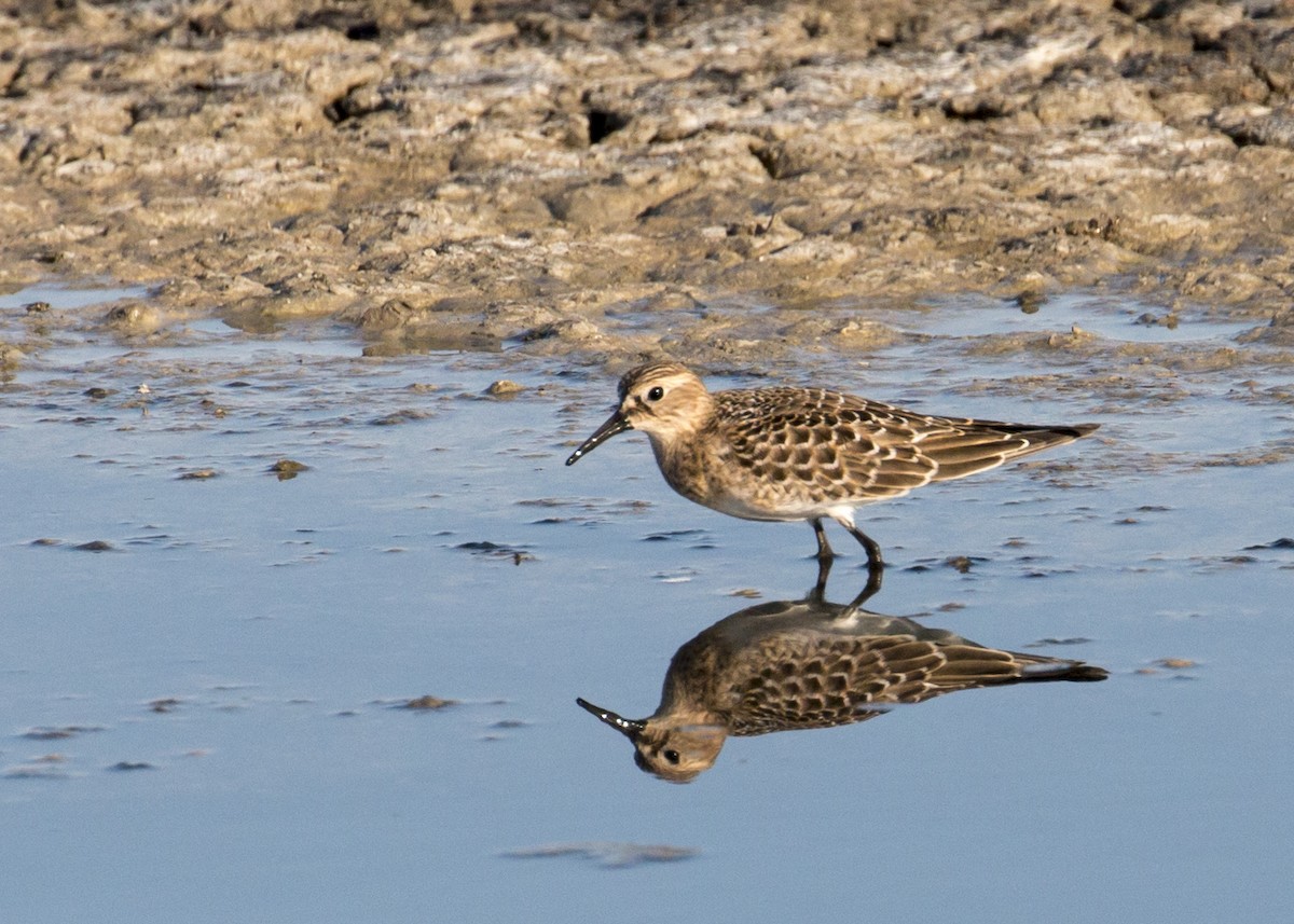 Baird's Sandpiper - ML67005521