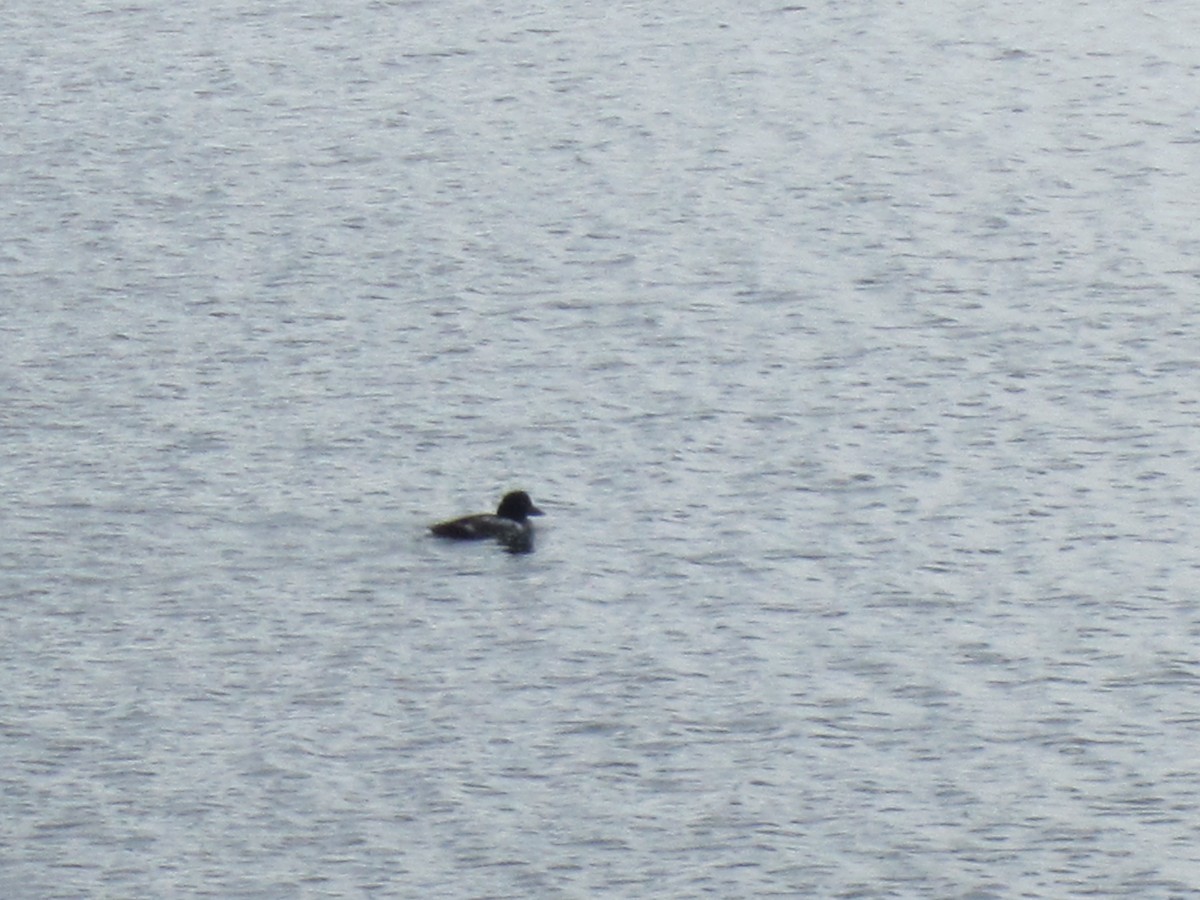 Common Goldeneye - ML67005651