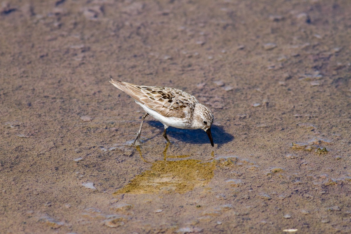 Semipalmated Sandpiper - Nick Pulcinella