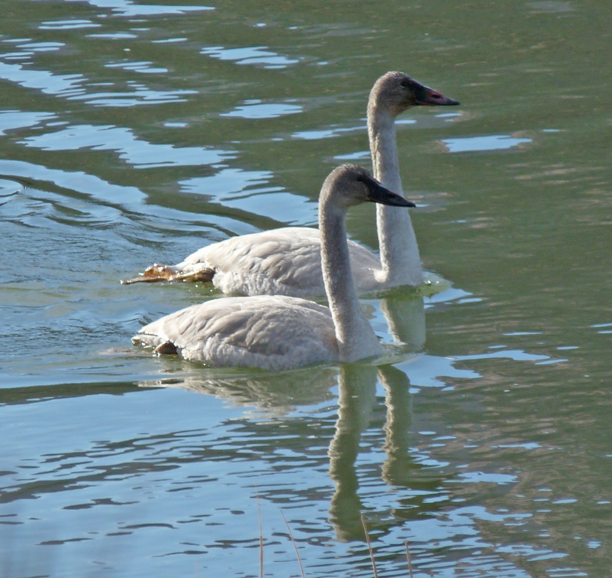 Trumpeter Swan - Tresa Moulton