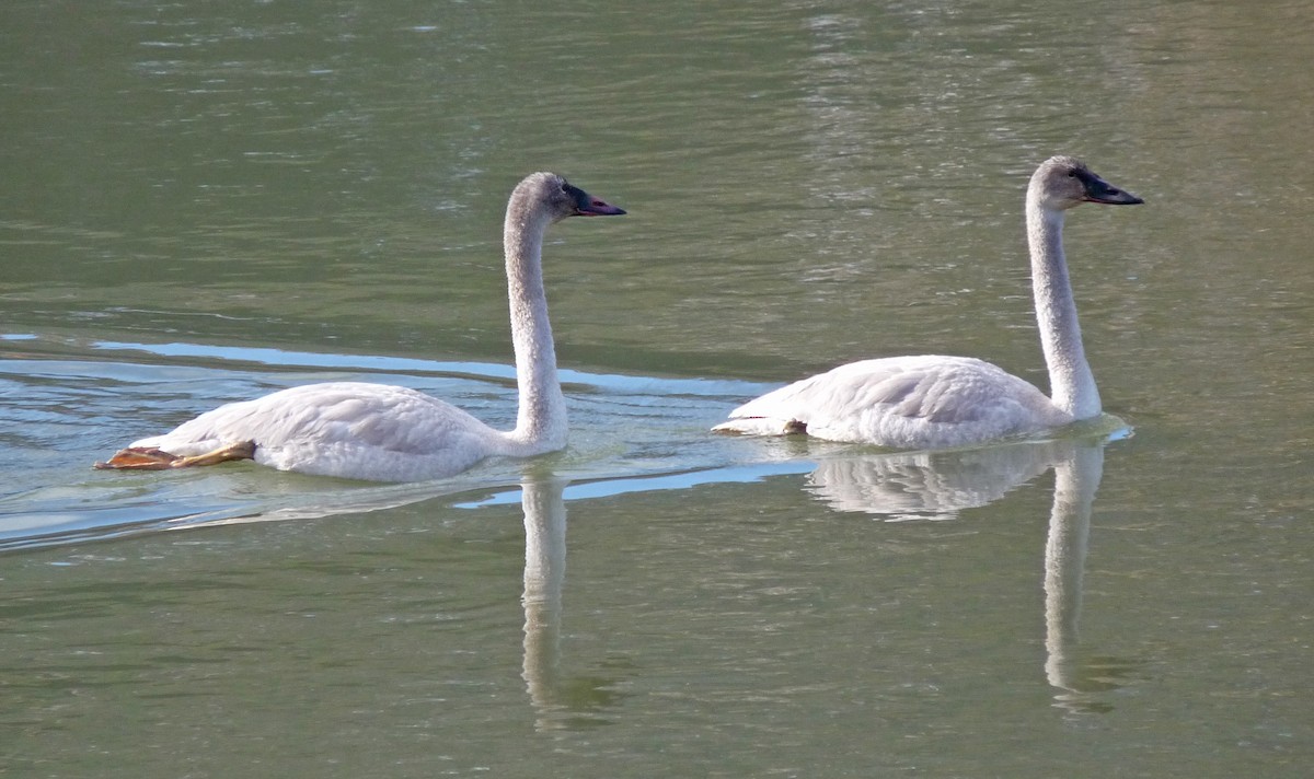 Trumpeter Swan - Tresa Moulton