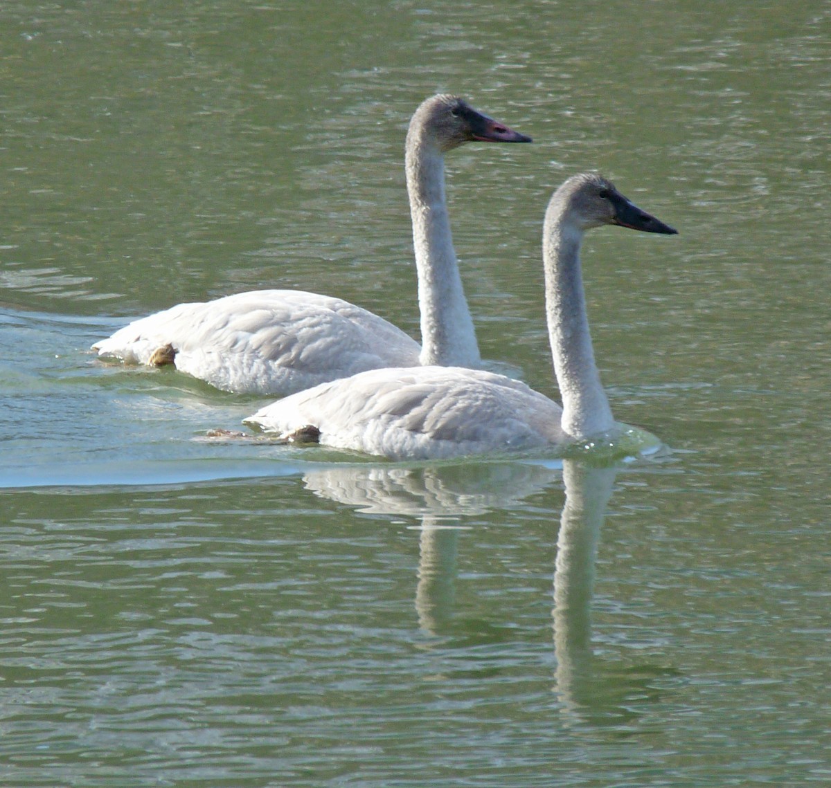 Trumpeter Swan - Tresa Moulton