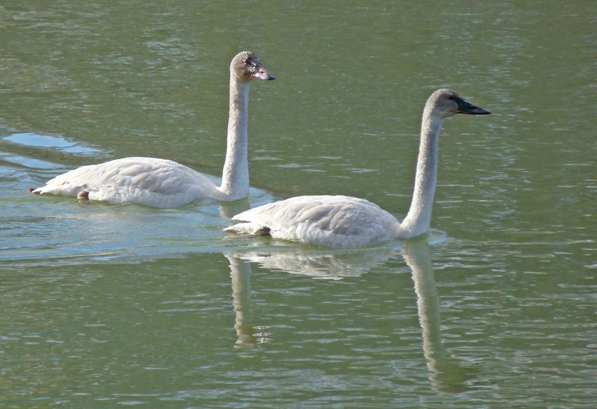 Trumpeter Swan - Tresa Moulton