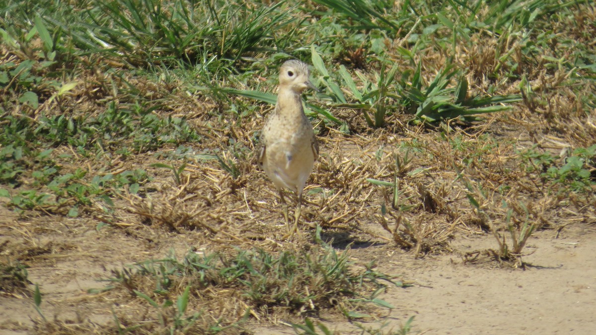 Buff-breasted Sandpiper - ML67006971