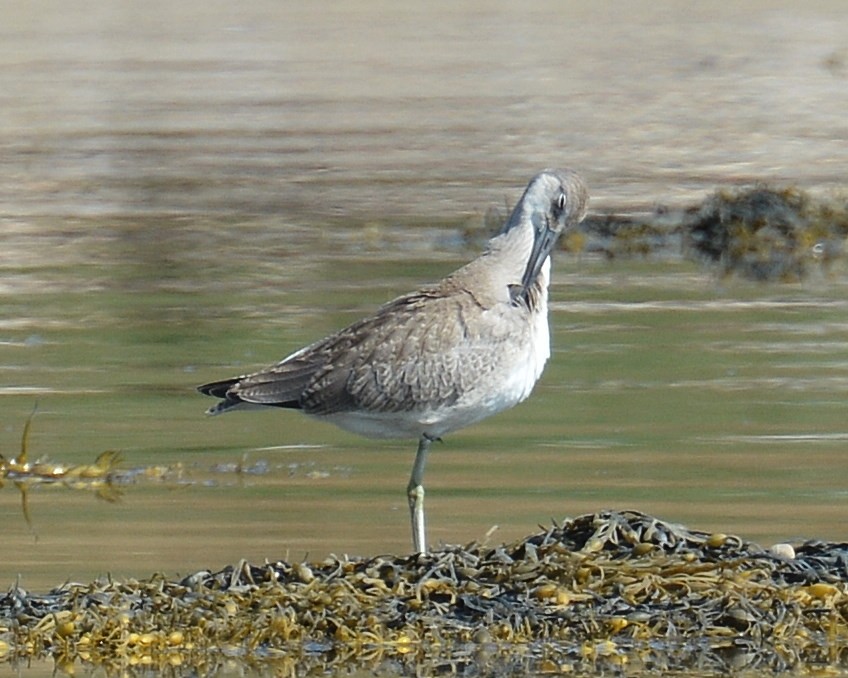 Willet (Western) - John Wyatt