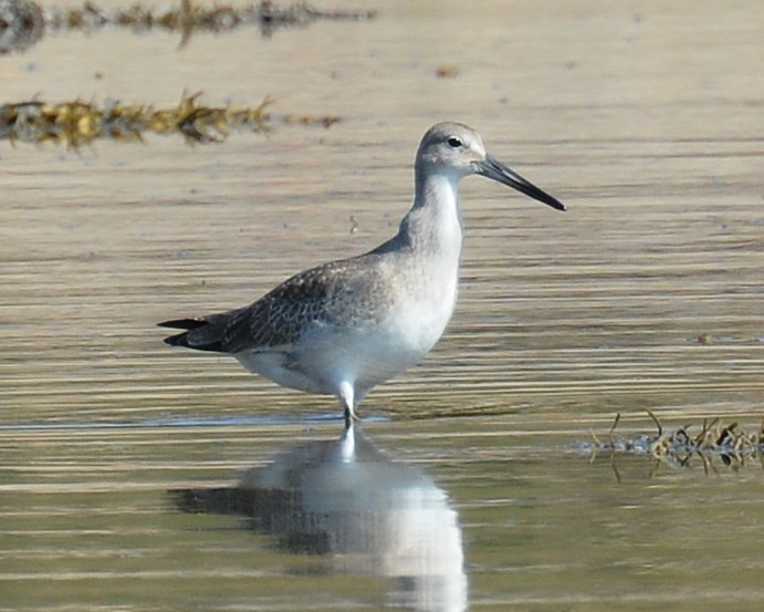 Willet (Western) - ML67007191