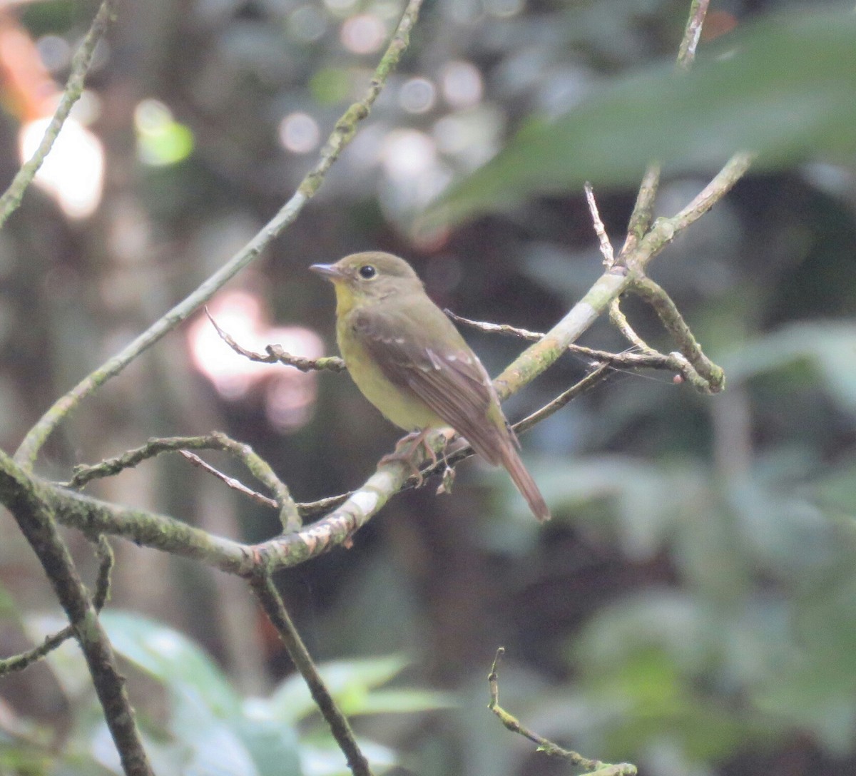 Green-backed Flycatcher - Adam Maul