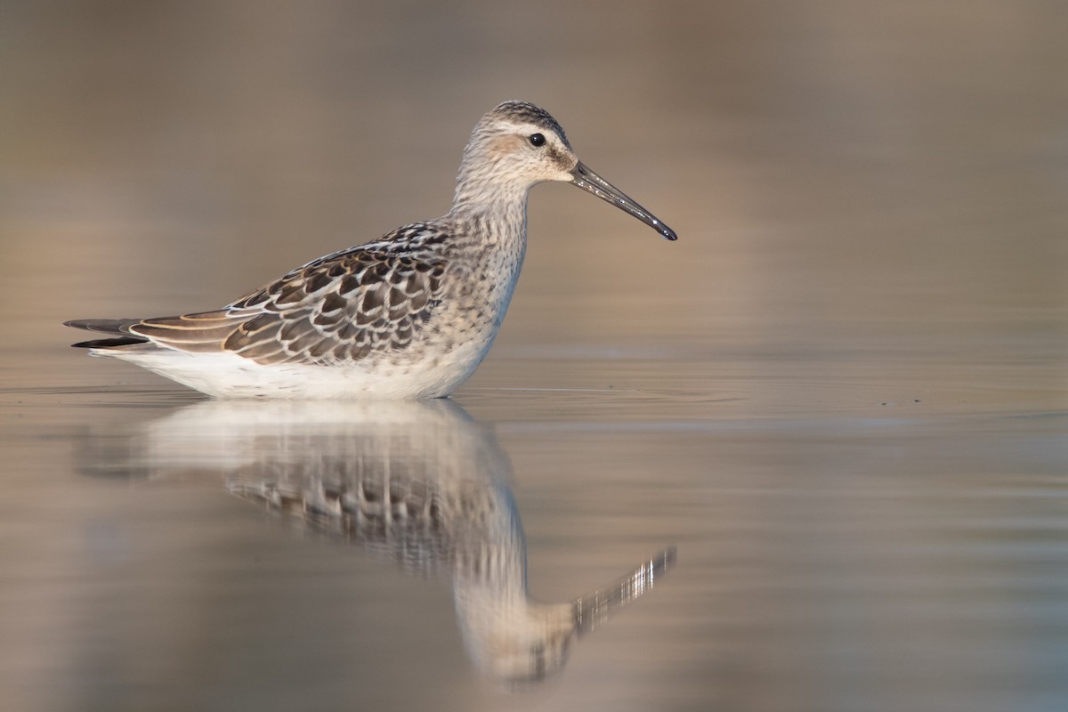 Stilt Sandpiper - County Lister Brendan