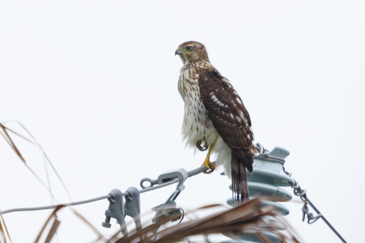 Cooper's Hawk - ML67009251