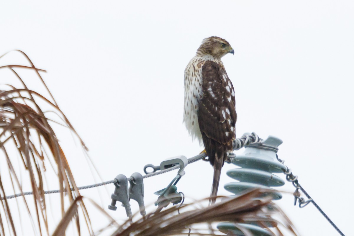 Cooper's Hawk - ML67009261
