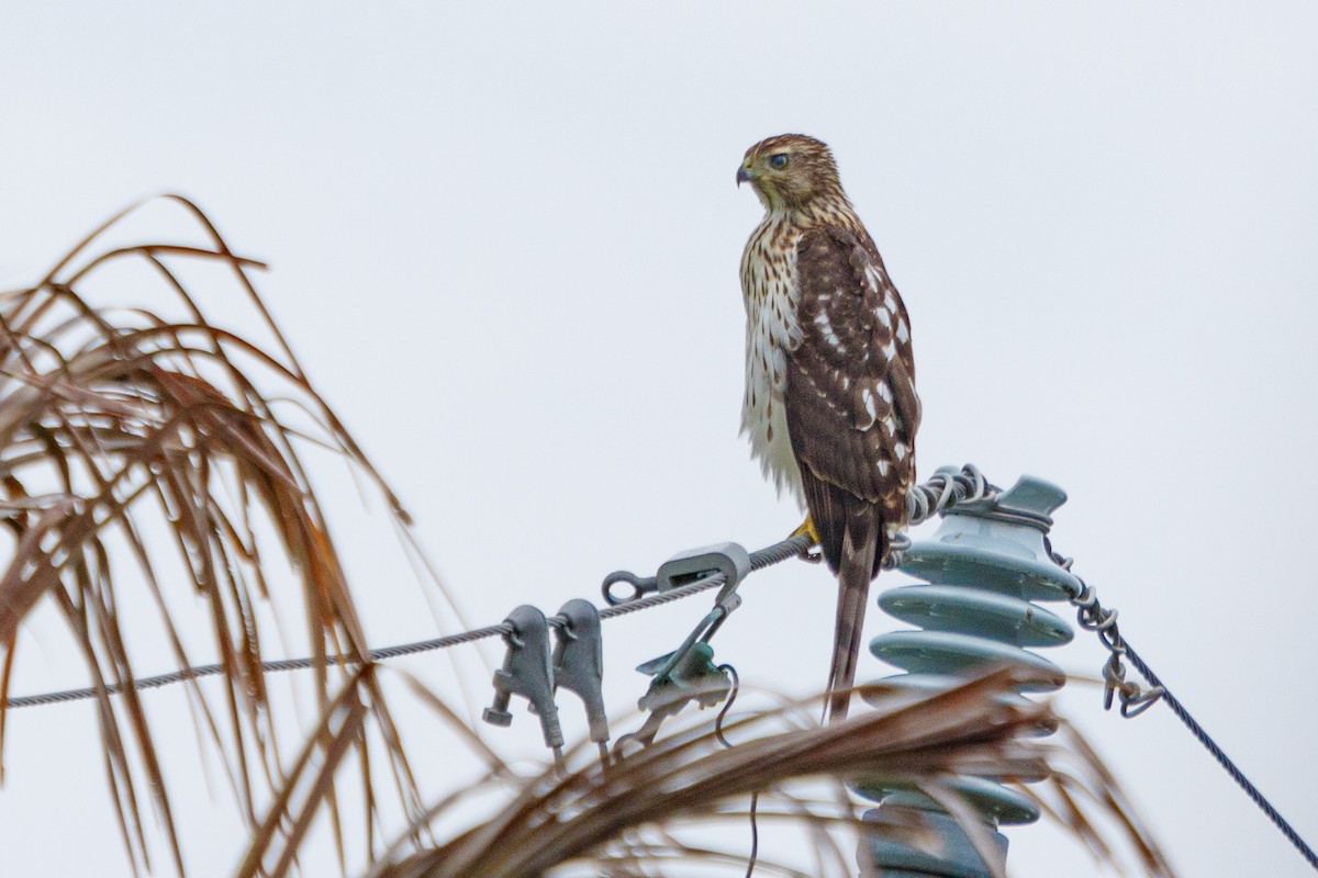 Cooper's Hawk - ML67009271