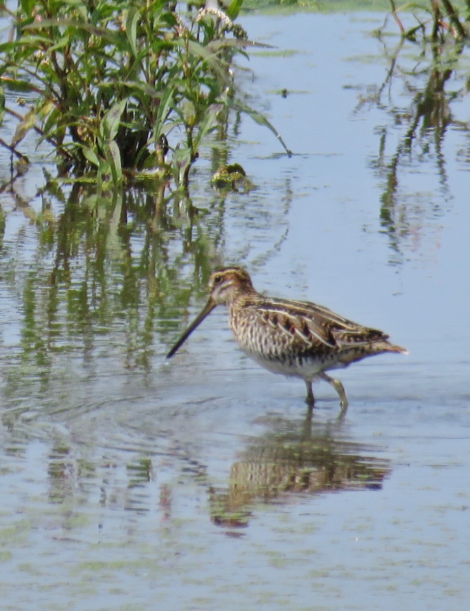 Wilson's Snipe - ML67009821