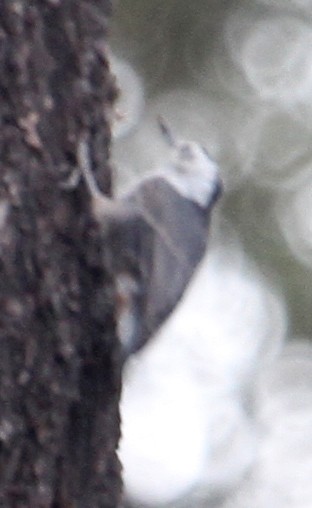 White-breasted Nuthatch (Interior West) - ML67010201