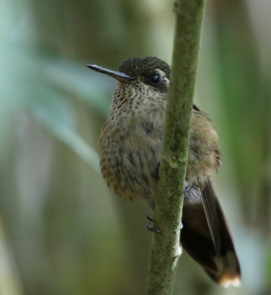 Speckled Hummingbird - Matthew Grube