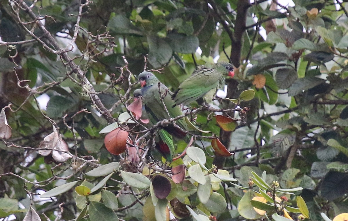 Red-billed Parrot - ML67012781