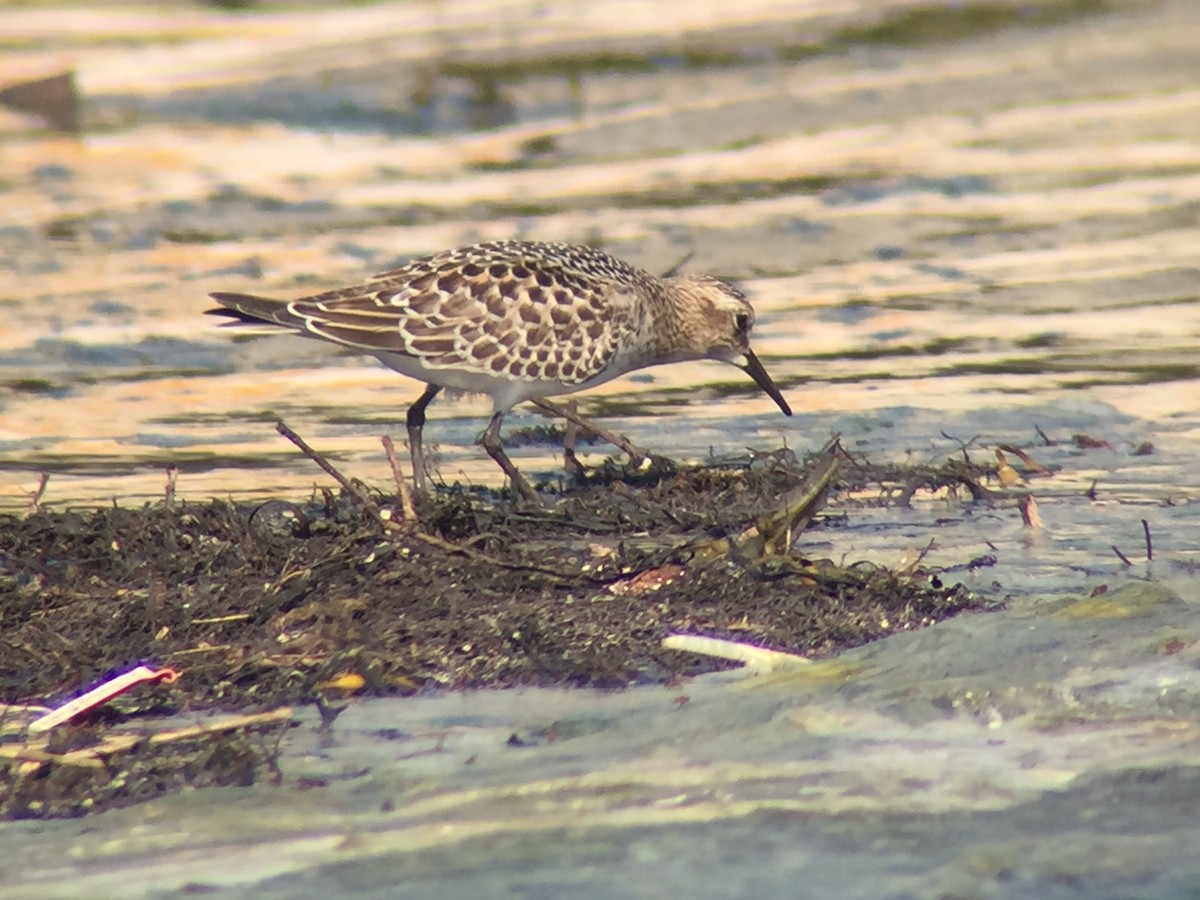 Baird's Sandpiper - Graham Williams