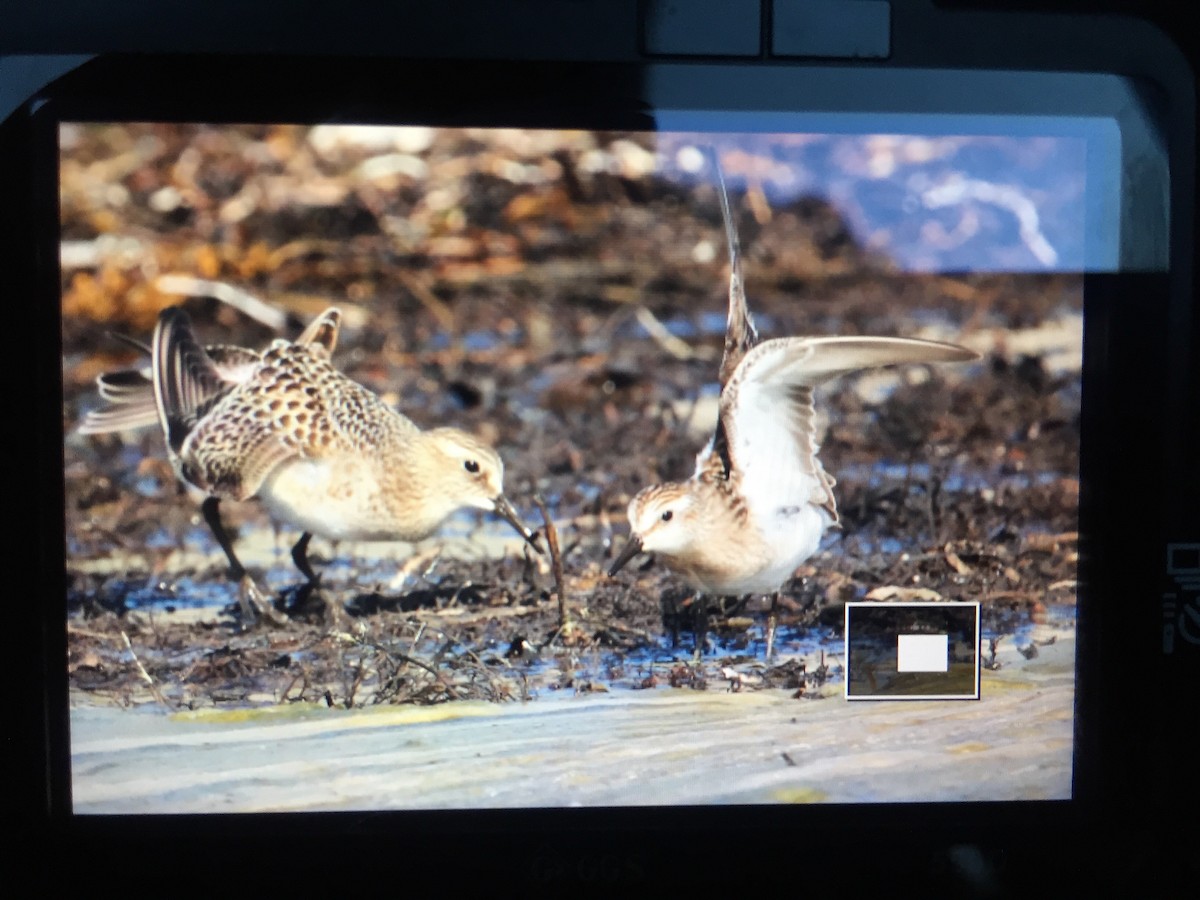 Baird's Sandpiper - ML67014061