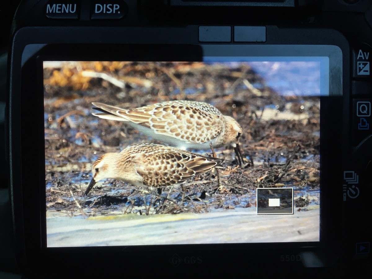 Baird's Sandpiper - Graham Williams