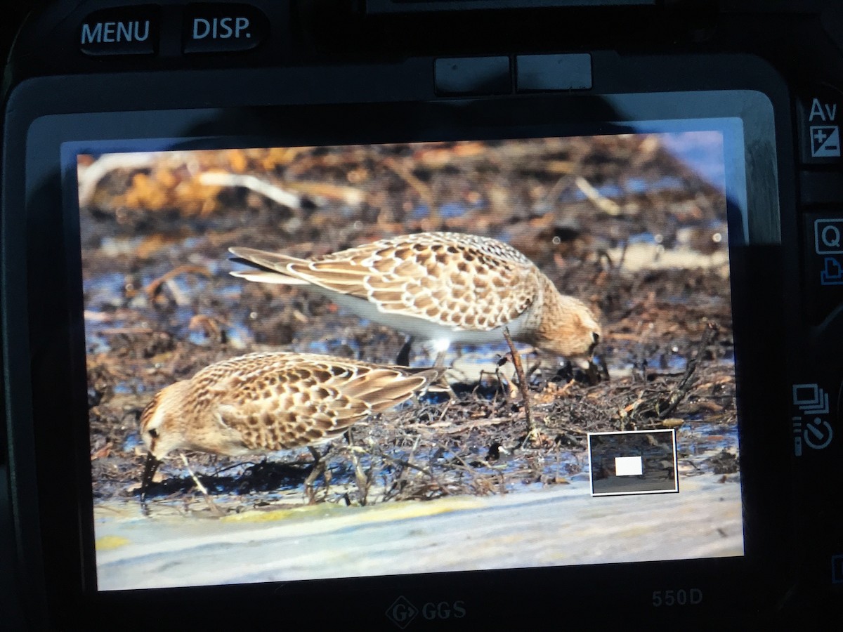 Baird's Sandpiper - ML67014081