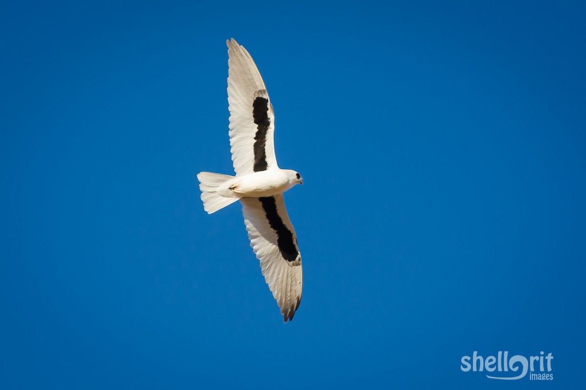 Letter-winged Kite - ML67016651