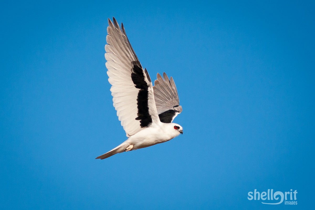 Letter-winged Kite - ML67016671