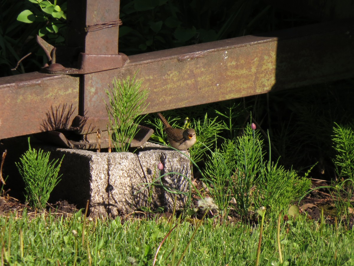 House Wren - ML67018241