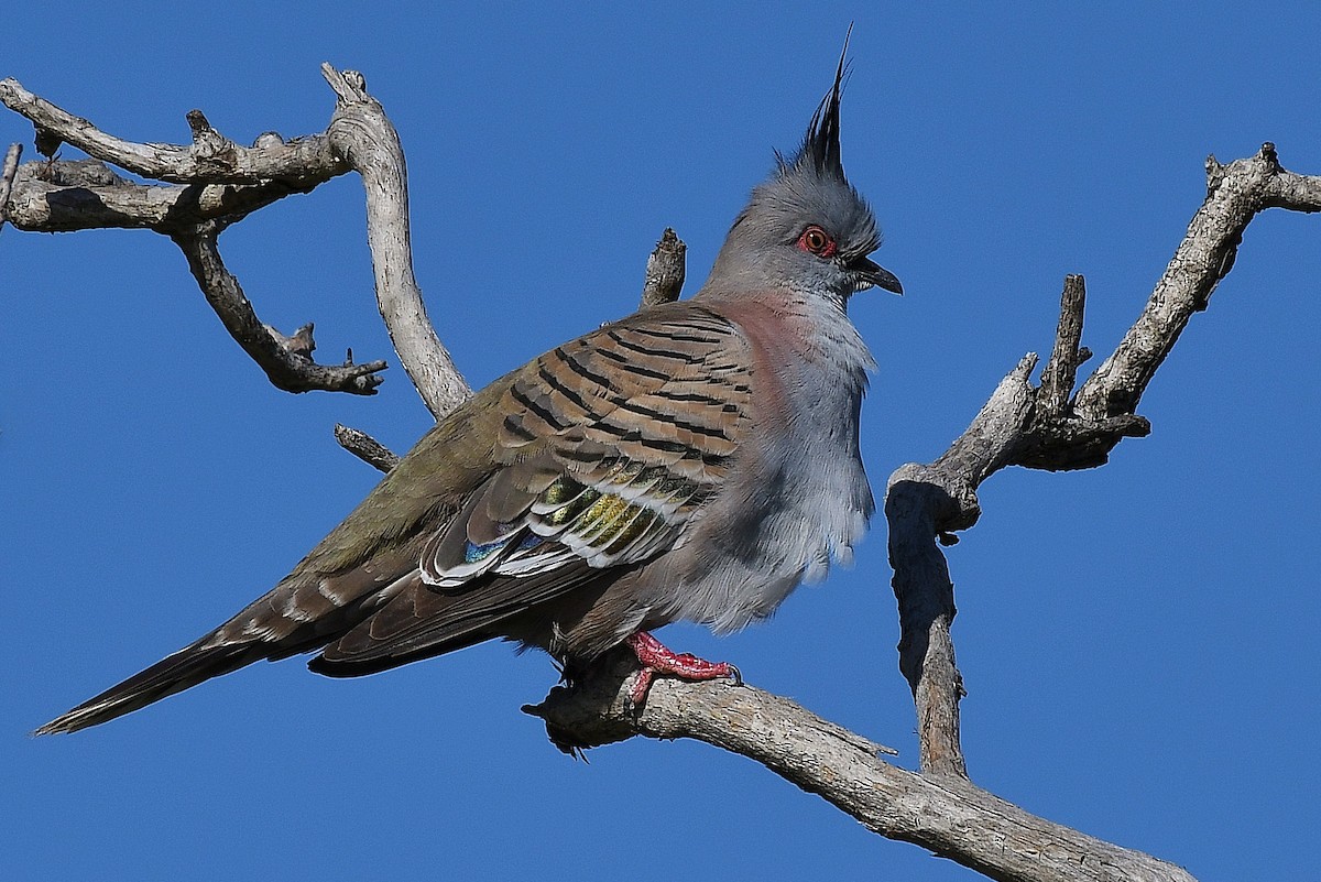 Crested Pigeon - ML67019511