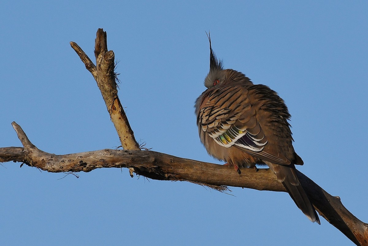 Crested Pigeon - ML67019561