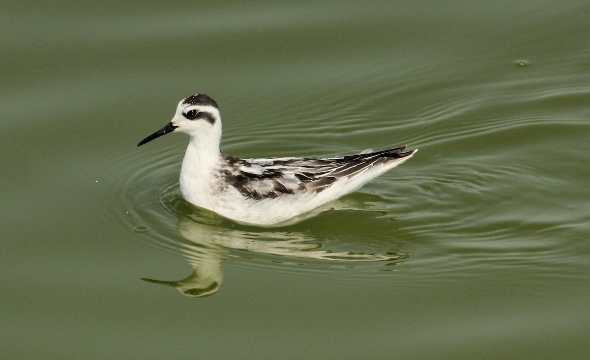 Red-necked Phalarope - Chuck Gates