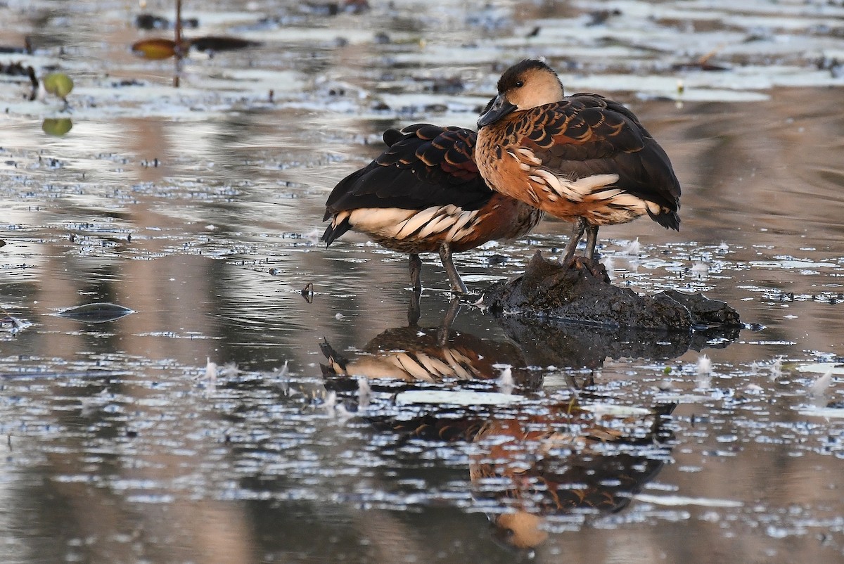 Wandering Whistling-Duck - ML67019661