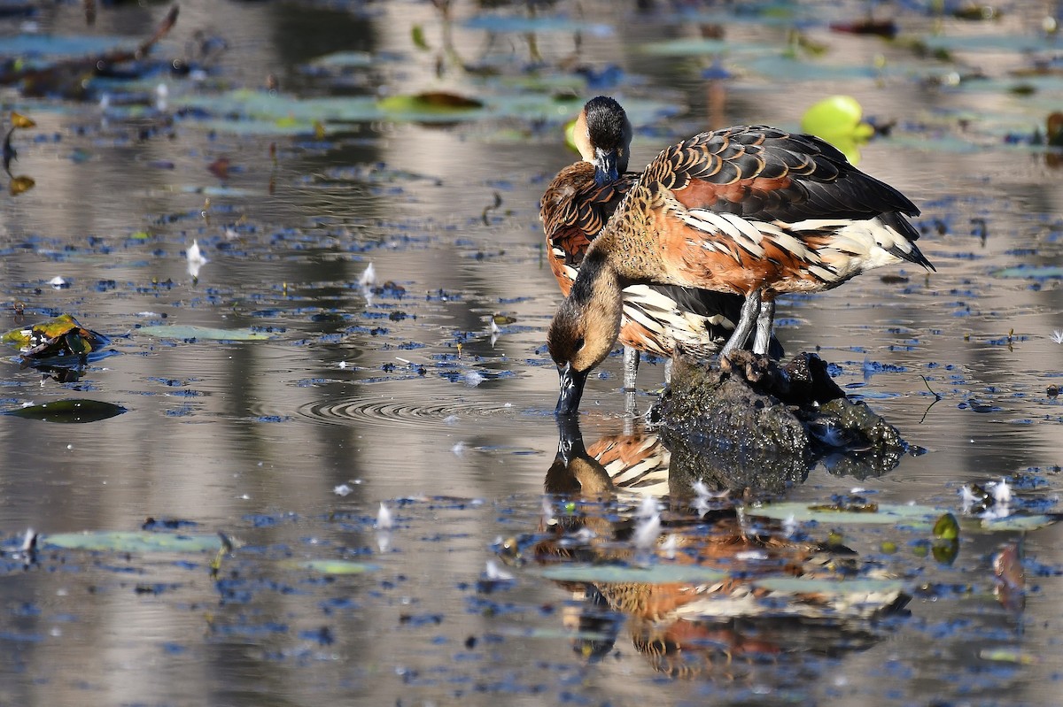 Wandering Whistling-Duck - ML67019731