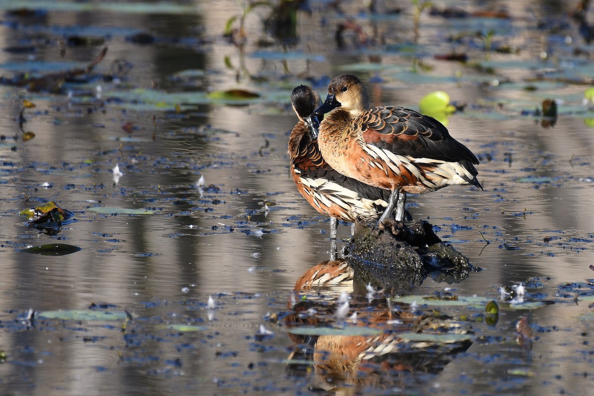 Wandering Whistling-Duck - ML67019761