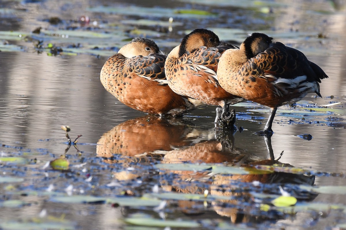 Wandering Whistling-Duck - ML67019791