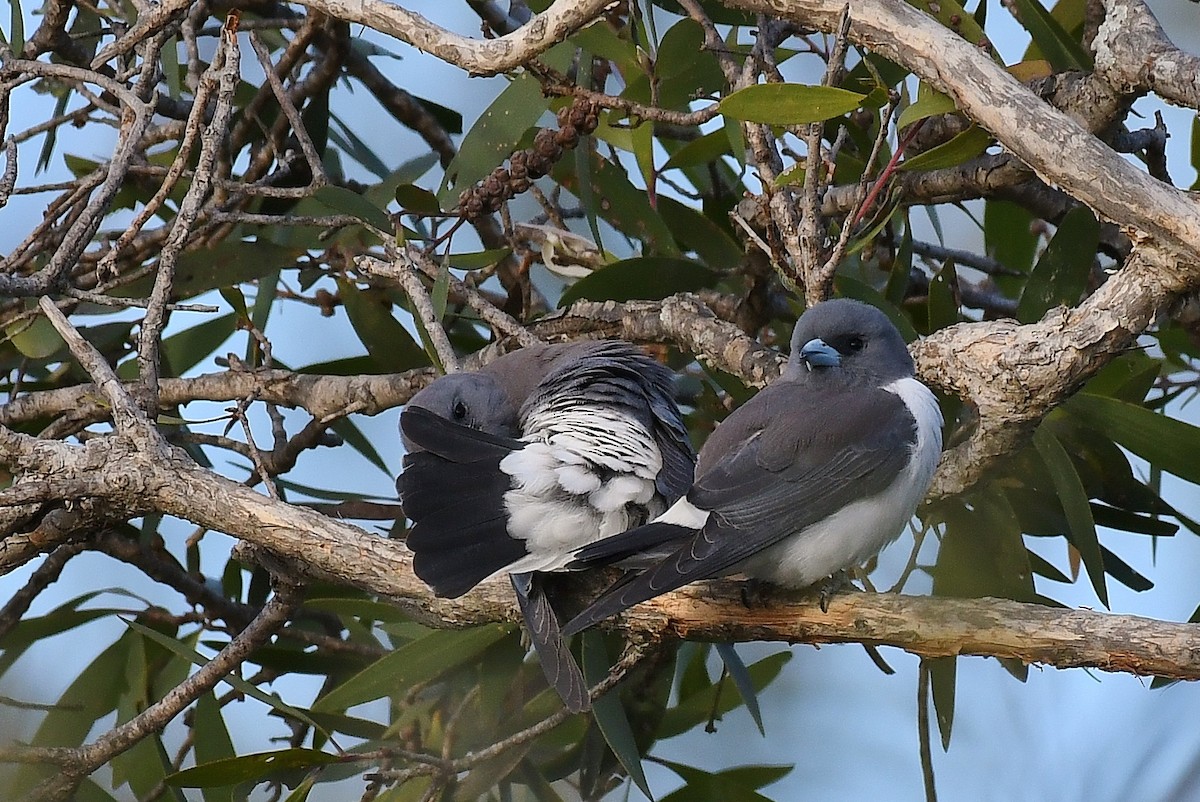 White-breasted Woodswallow - ML67019821