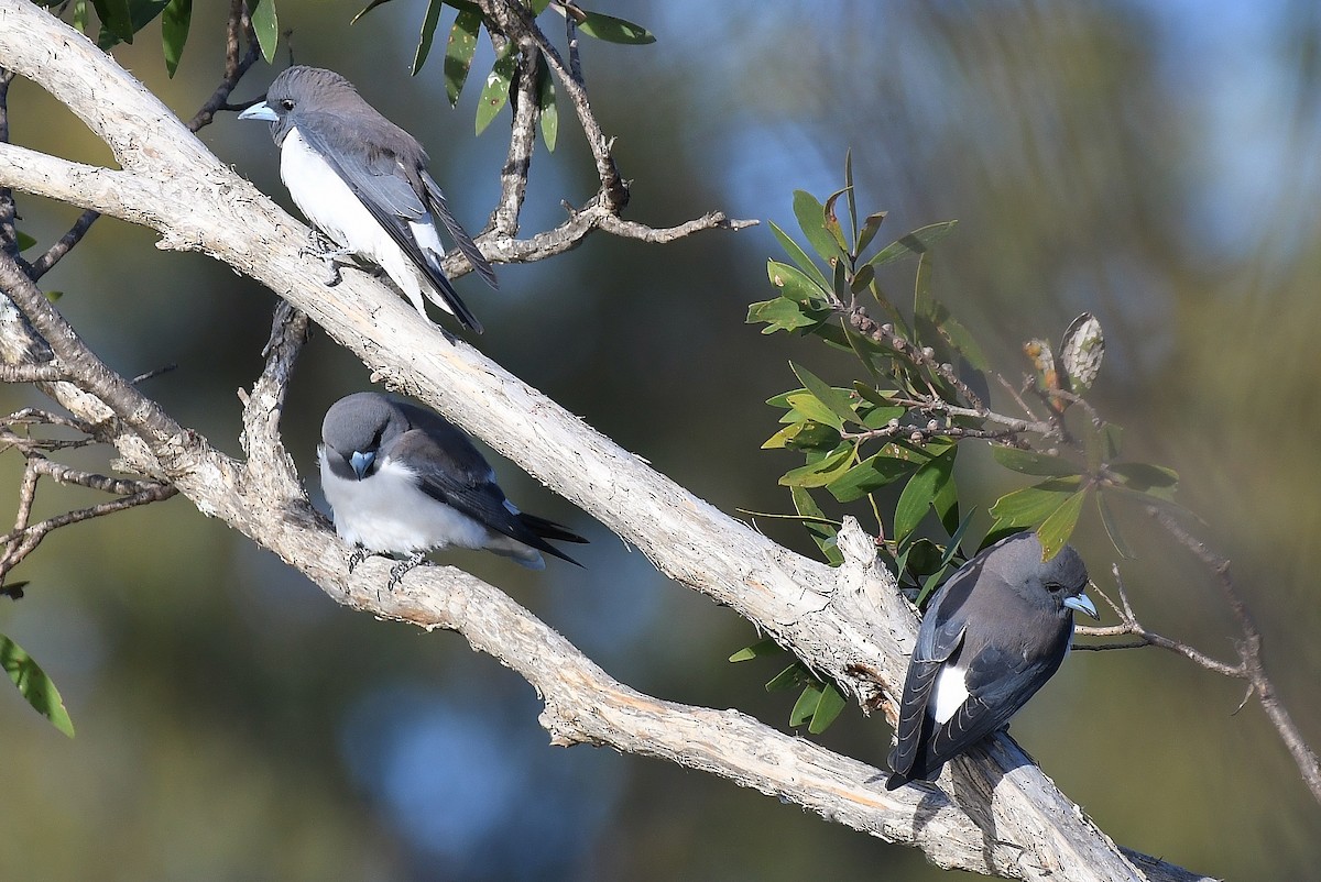 White-breasted Woodswallow - ML67019831