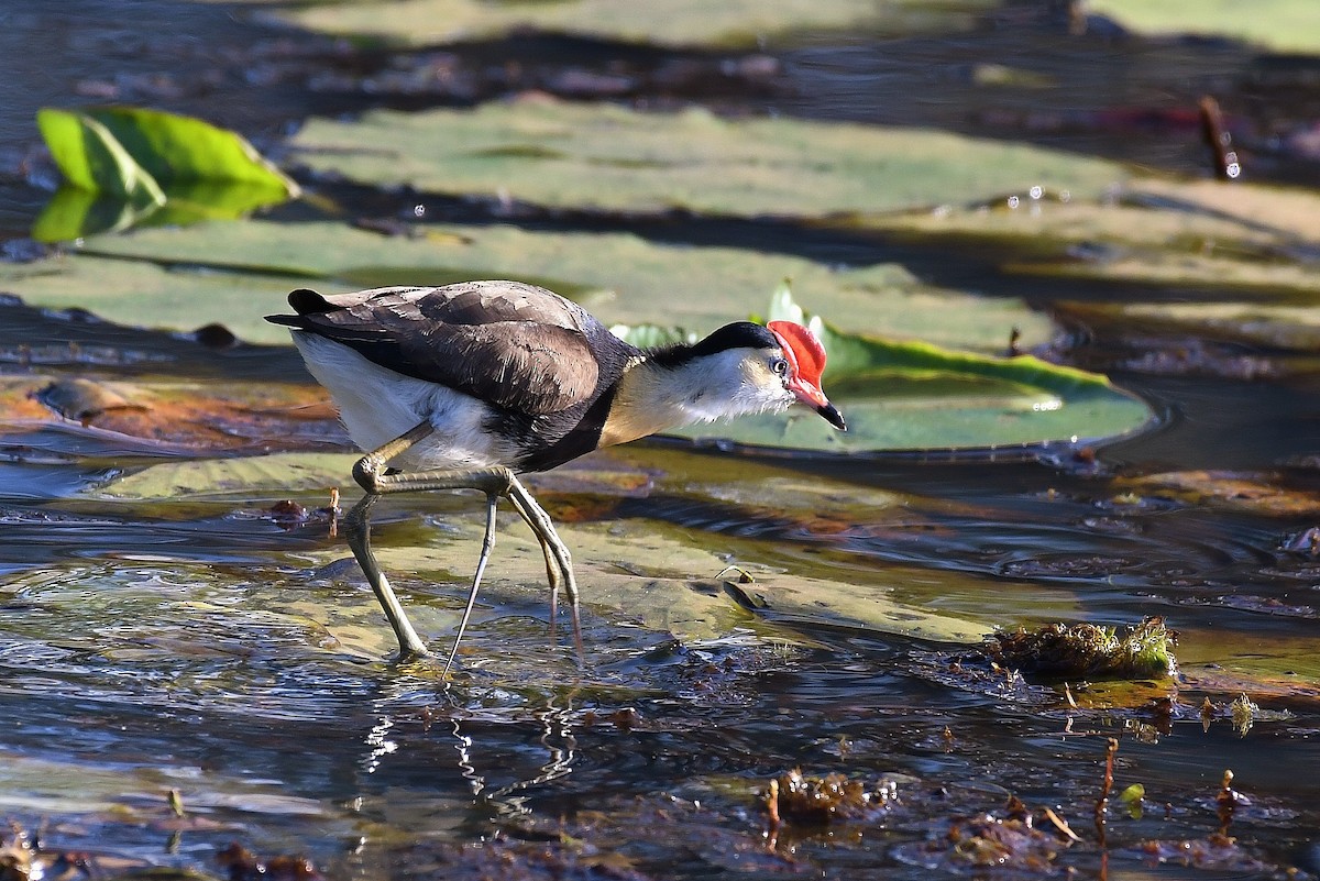 Jacana Crestada - ML67019851