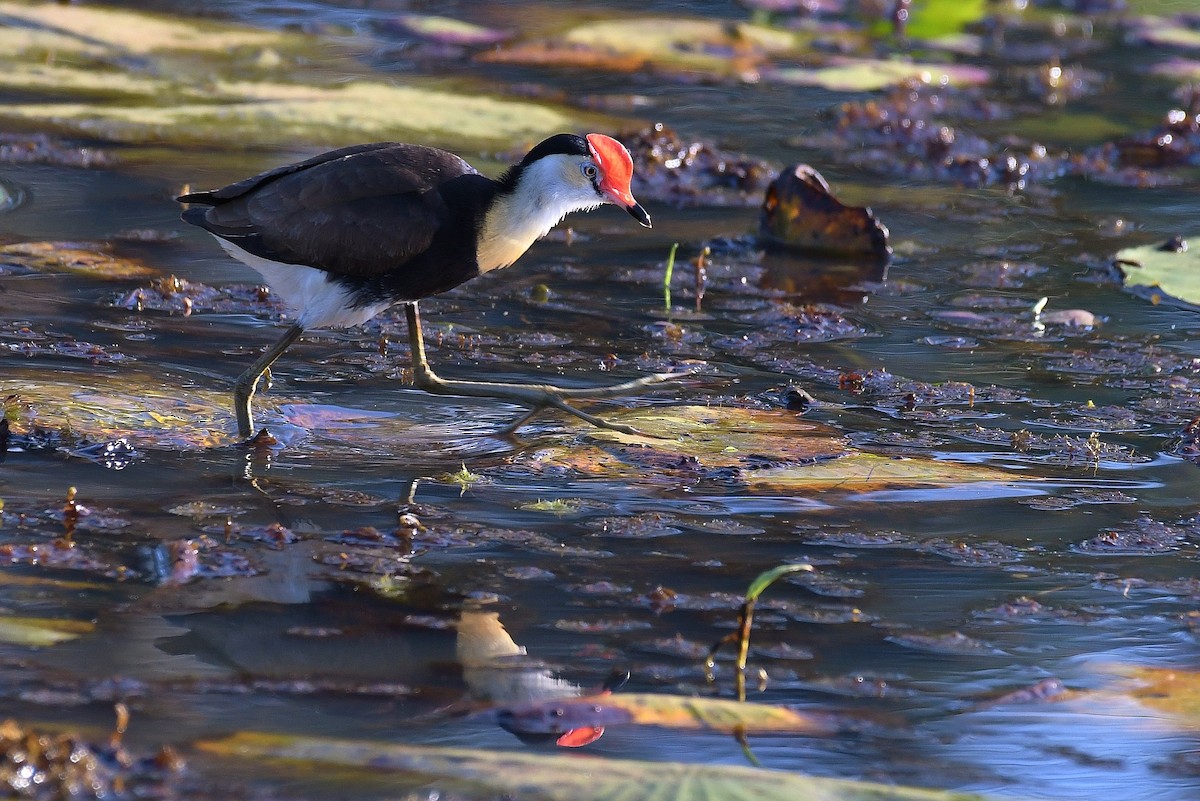 Jacana Crestada - ML67019971