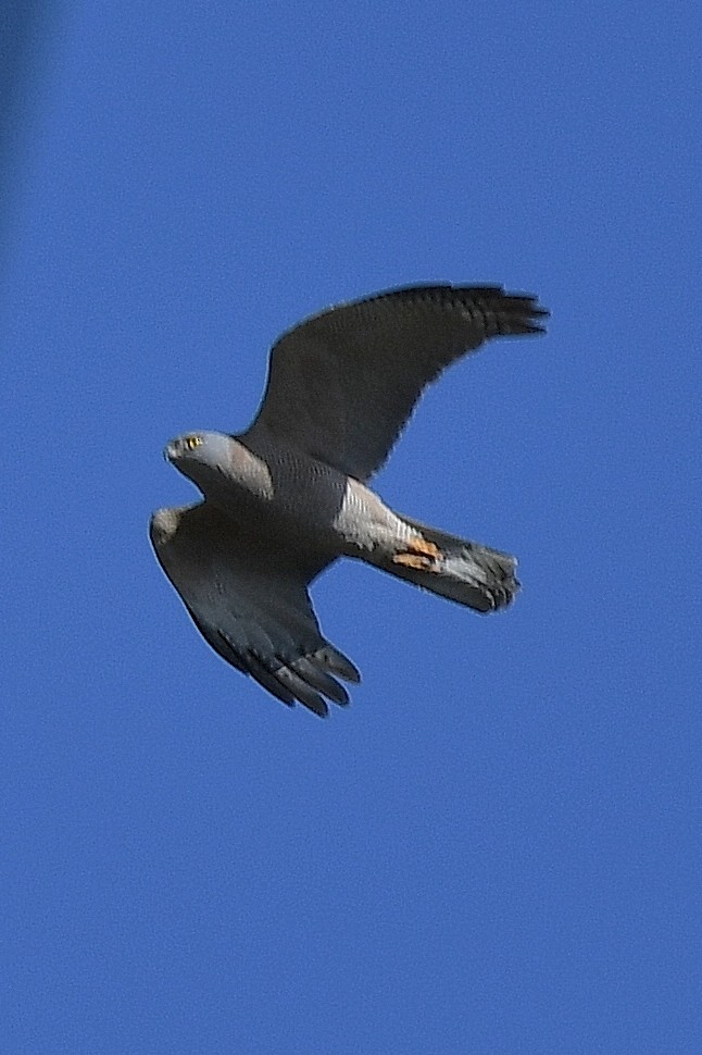 Brown Goshawk - ML67019991