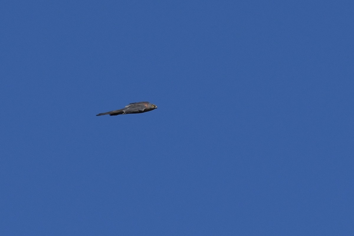 Brown Goshawk - ML67020011