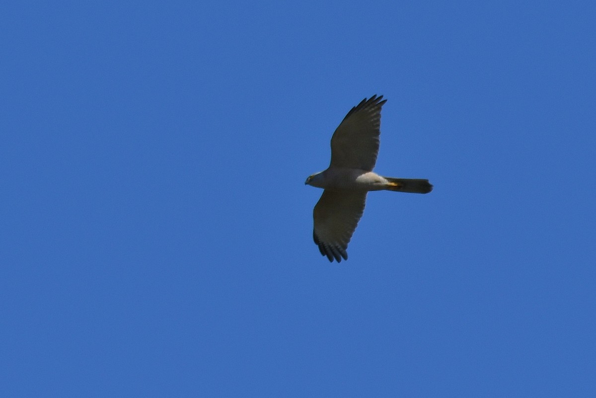 Brown Goshawk - ML67020041