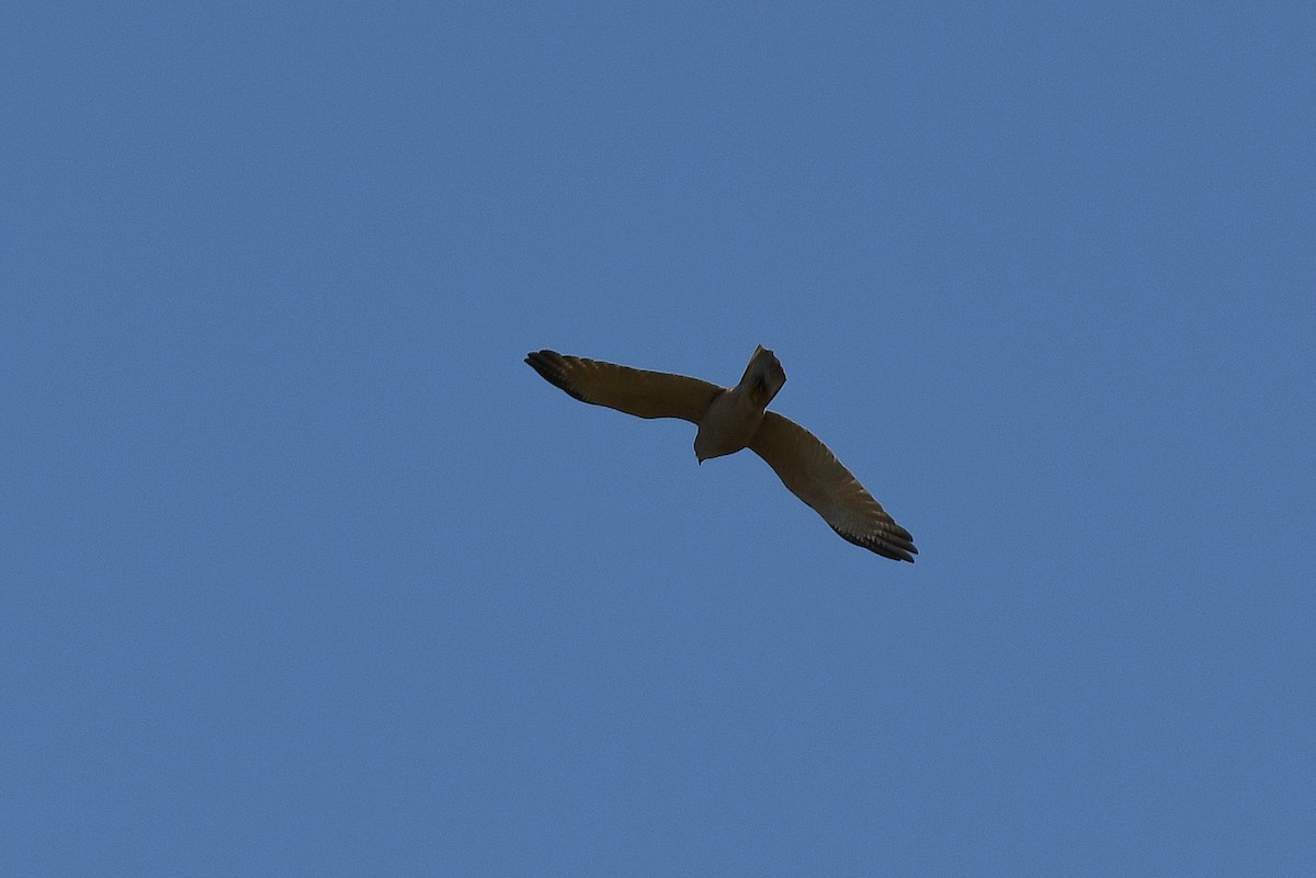 Brown Goshawk - ML67020061