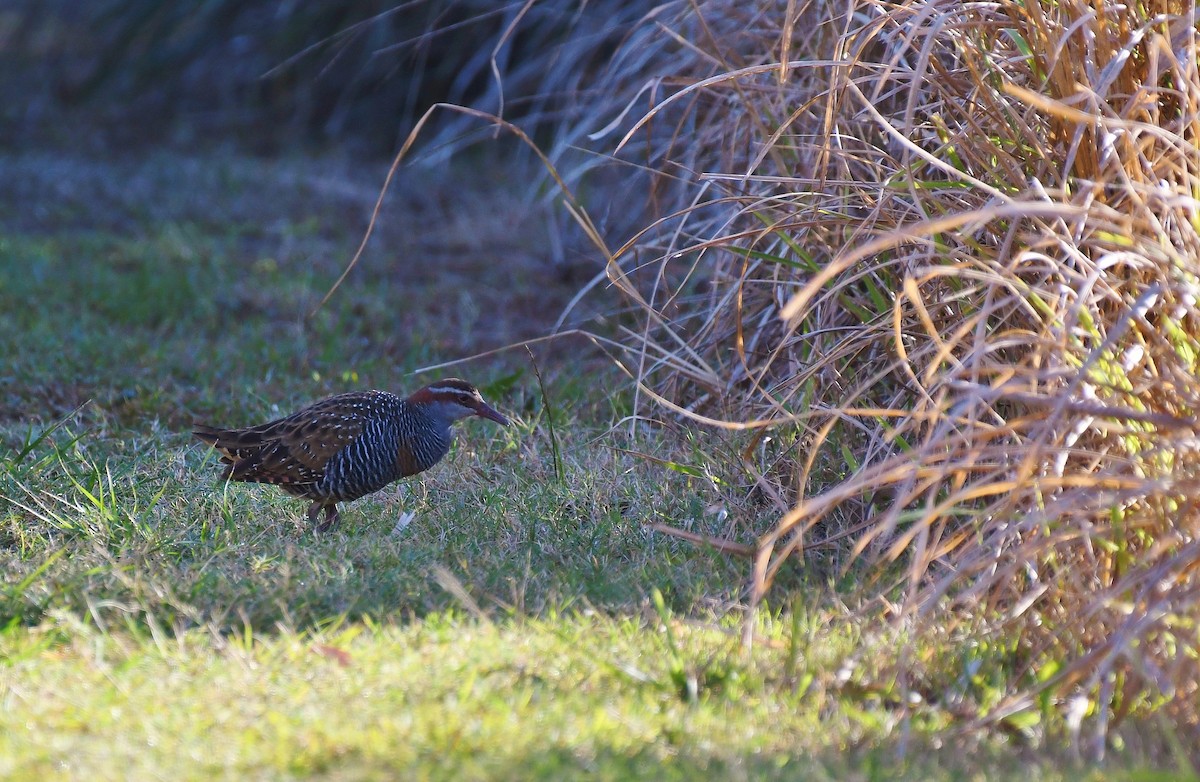 Buff-banded Rail - ML67020081