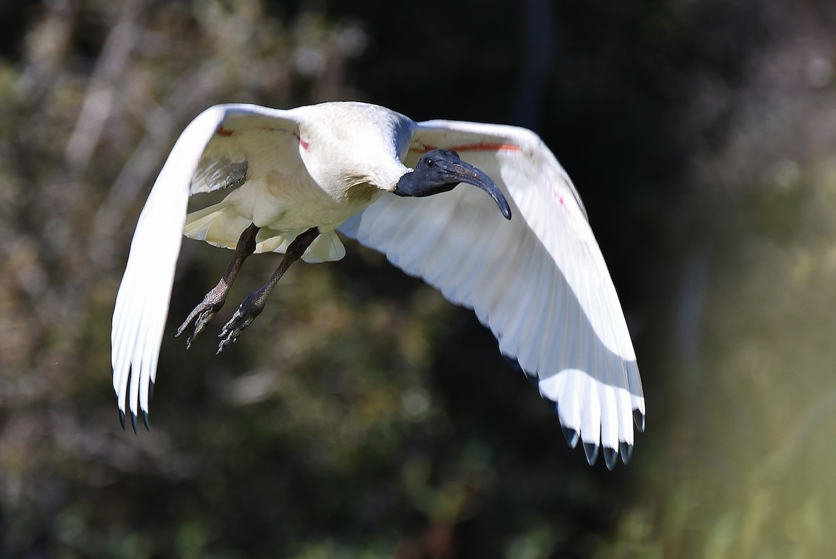 Australian Ibis - ML67020131