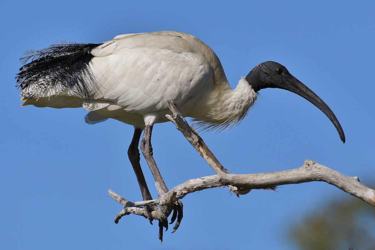 Australian Ibis - ML67020171