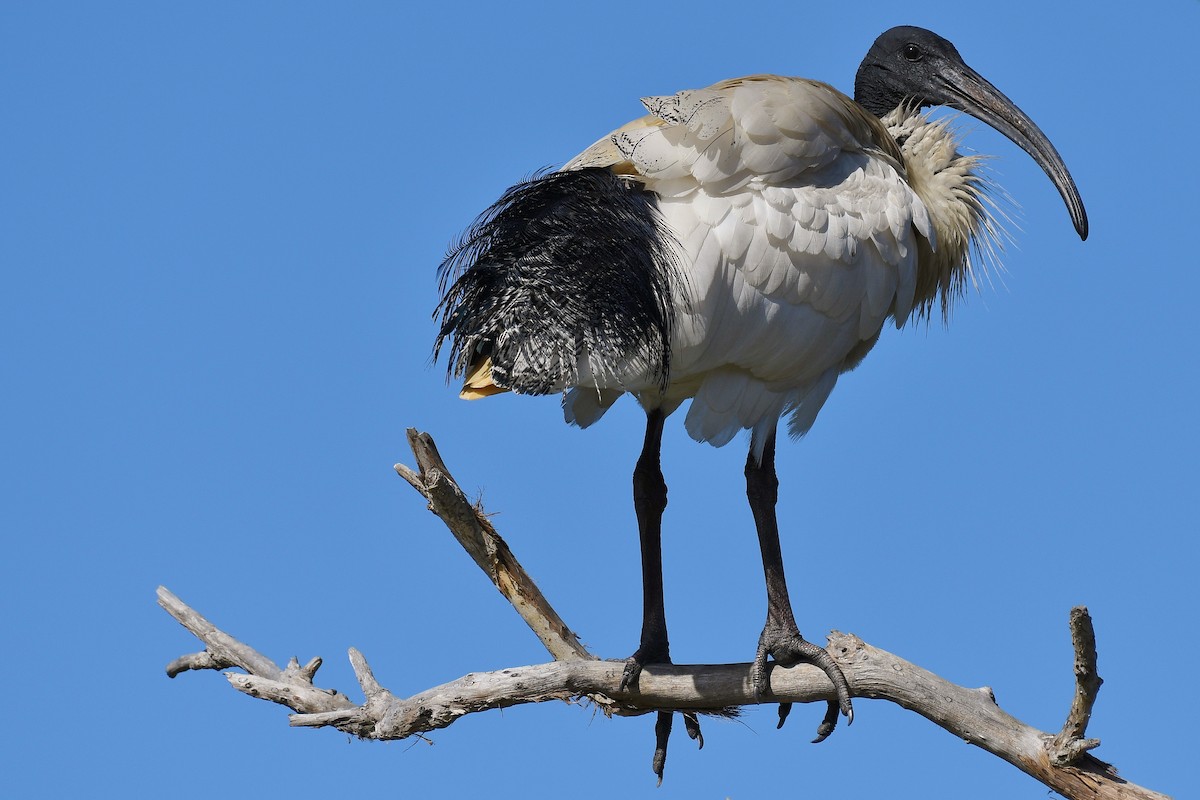 Ibis Moluqueño - ML67020201