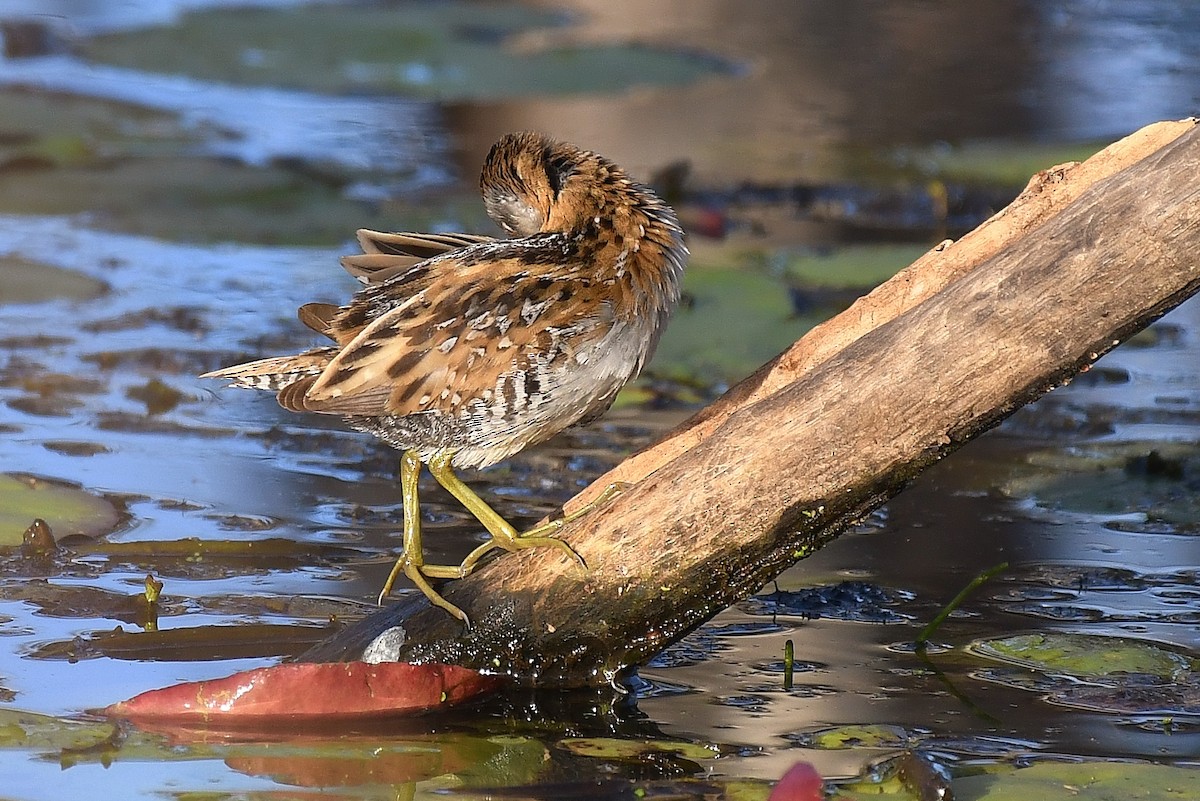 Baillon's Crake - ML67020221