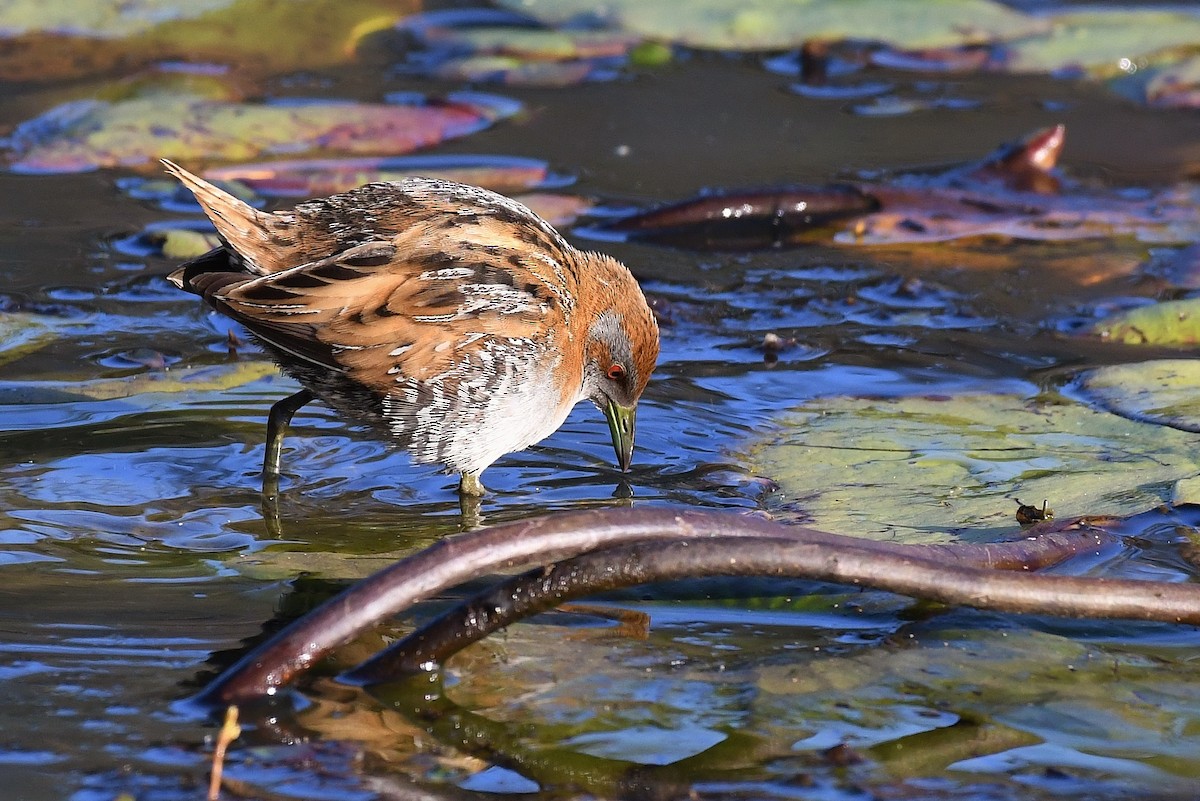 Baillon's Crake - ML67020281